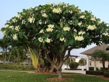 6 loại cây bóng mát mang lại giá trị thẩm mỹ và phong thủy tốt cho sân vườn